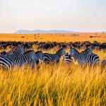 Why Is Masai Mara Famous?