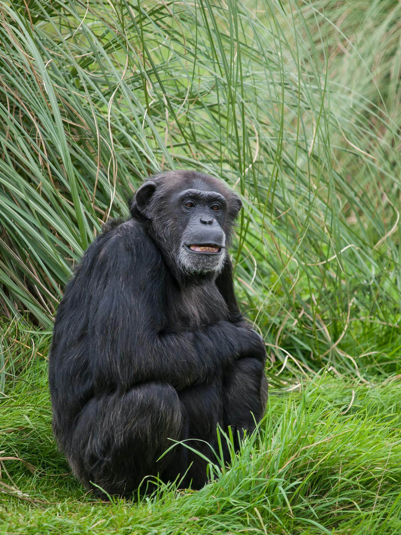 Chimpanzee
